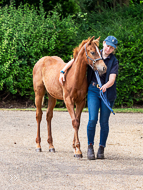 KS300622-72 - Cupboard Love's foal by Territories